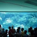 沖縄美ら海水族館に行ってまいりました・２　
