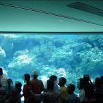 沖縄美ら海水族館に行ってまいりました・２　