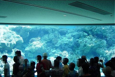 沖縄美ら海水族館に行ってまいりました・２　