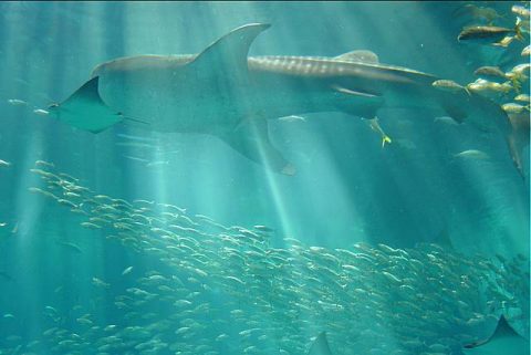 沖縄美ら海水族館に行ってまいりました・３。