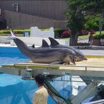 沖縄美ら海水族館に行ってまいりました。・６