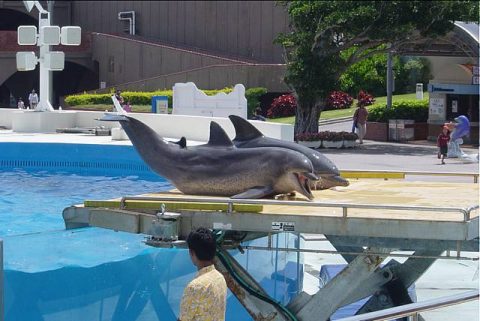 沖縄美ら海水族館に行ってまいりました。・６