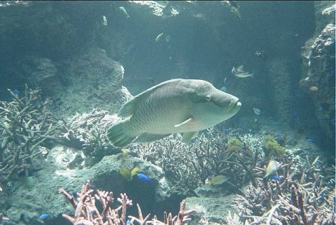 沖縄美ら海水族館に行ってまいりました。・７　