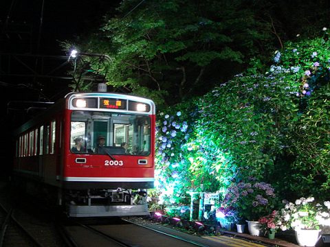 今年も箱根登山鉄道の「あじさい電車」が走ります。