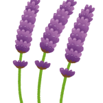 flower_lavender